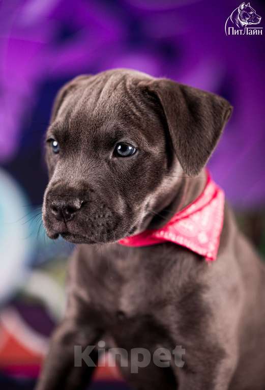 Собаки в Ульяновске: Американский питбультерьер, щенок Девочка, Бесплатно - фото 2