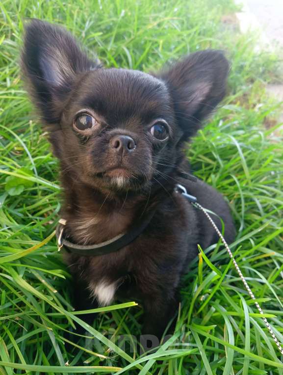 Собаки в Новосибирске: Щенок Чихуахуа  Девочка, 85 000 руб. - фото 4