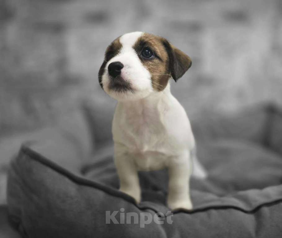 Собаки в Туле: Джек Рассел Терьер щенки Мальчик, 60 000 руб. - фото 3