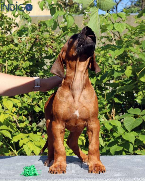 Собаки в Санкт-Петербурге: Щенок родезийский риджбек. Пет класс. Породный питомник. Мальчик, 50 000 руб. - фото 4