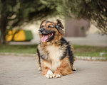 Собаки в Москве: Обаятельный пухляш Рябчик Мальчик, Бесплатно - фото 4