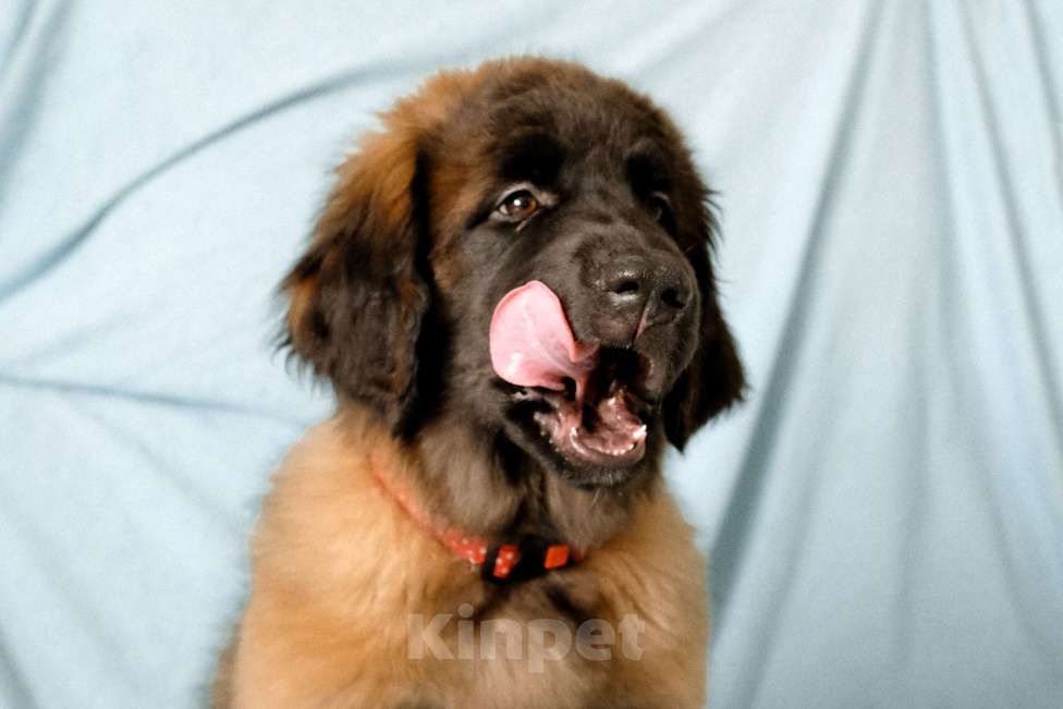 Собаки в Йошкаре-Оле: Продажа щенка Девочка, Бесплатно - фото 5