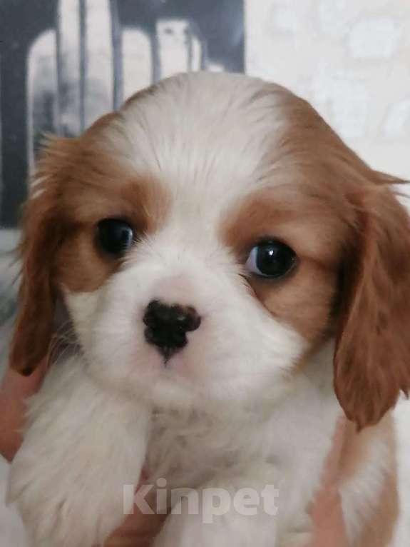 Собаки в Москве: Кавалер кинг Чарльз спаниель 2 мес щенки. Мальчик, 80 000 руб. - фото 2
