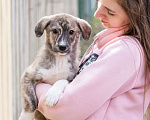 Собаки в Москве: Щеночек в добрые руки Девочка, Бесплатно - фото 1