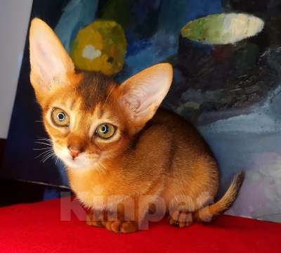 Кошки в Москве: Чудесные абиссинские дикие девочки и мальчик соррель Мальчик, 50 000 руб. - фото 9