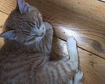 Кошки в Зеленограде: Карамельный котенок Мальчик, Бесплатно - фото 3