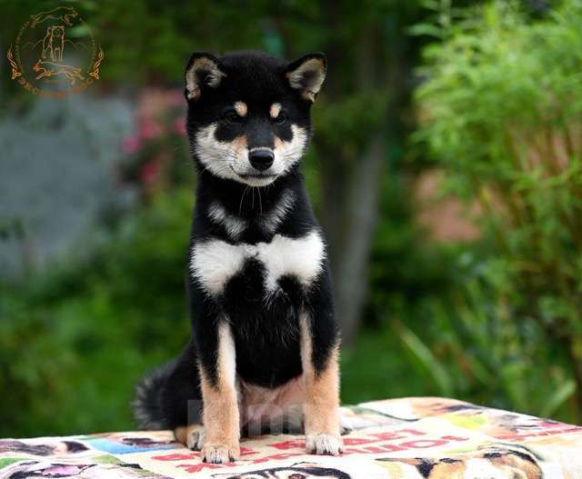 Собаки в Москве: Duchessa сибочка  Девочка, 100 000 руб. - фото 2