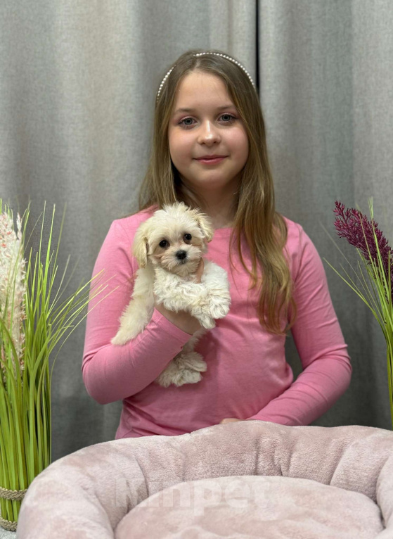 Собаки в Москве: Мальтипу девочка 1 Девочка, 180 000 руб. - фото 8