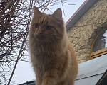 Кошки в Симферополе: Пропала рыжая кошка (глухая) Девочка, 1 000 руб. - фото 2