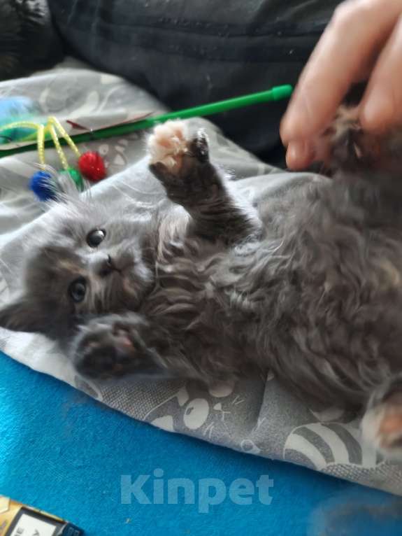 Кошки в Химках: Котенок мейн-кун Девочка, 45 000 руб. - фото 2