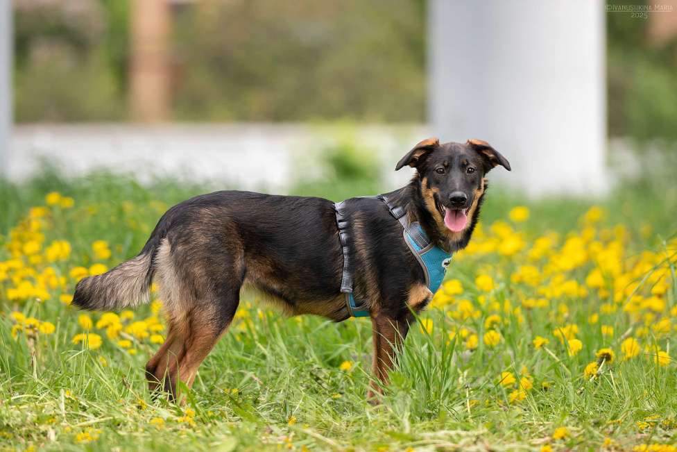 Собаки в Москве: Эльза - для горячих сердцем Девочка, Бесплатно - фото 7