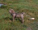 Собаки в Бийске: Шикарный кабель ,окрас лиловый дельют.Ищет подругу, 7 000 руб. - фото 3