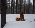 Собаки в Архангельске: Кобель карело-финской лайки для вязки Мальчик, 10 000 руб. - фото 2