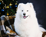 Собаки в Ижевске: Самоедская собака, 1 руб. - фото 7
