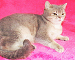 Кошки в Сертолово: Британцы драгоценных окрасов, 5 000 руб. - фото 6