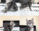 Кошки в Москве: Котята курильского бобтейла серебро (кш) Мальчик, 33 000 руб. - фото 7