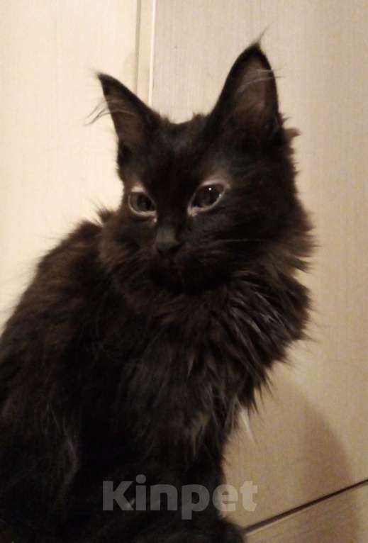 Кошки в Москве: 🧡  ( Персик )  –  Благодарный  и  спокойный  домашний  котёнок  –  в  заботливую  семью Мальчик, Бесплатно - фото 3