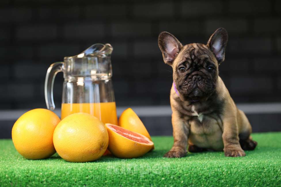 Собаки в Москве: Щенок французского бульдога Мальчик, 50 000 руб. - фото 5