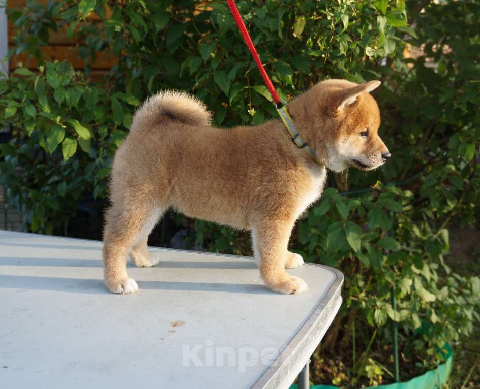 Собаки в других городах Московской области: Щенки Сиба-Ину (девочка с желтым ошейником) Девочка, 80 000 руб. - фото 4