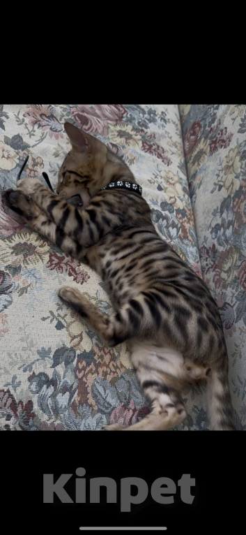 Кошки в Махачкале: Потерялся кот Мальчик, 1 000 руб. - фото 3