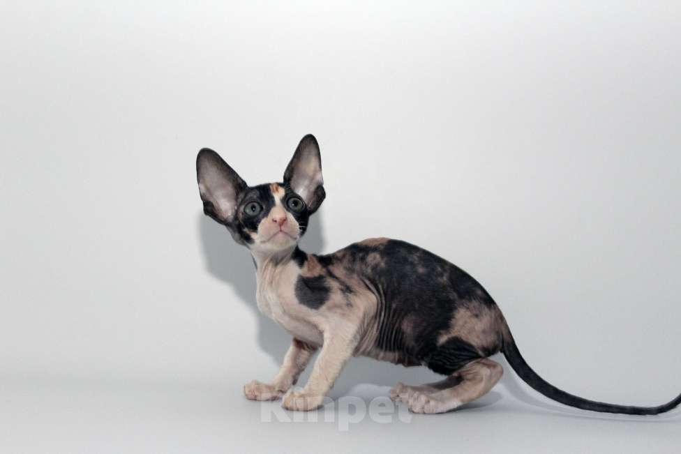 Кошки в Москве: котята из питомника Корнелита Девочка, 80 000 руб. - фото 3