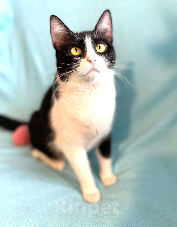 Кошки в Москве: Шакшука, кошка из мультика Девочка, Бесплатно - фото 2