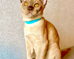 Кошки в Москве: Бурманский котенок мальчик. Готов к переезду!😻 Мальчик, 80 000 руб. - фото 2