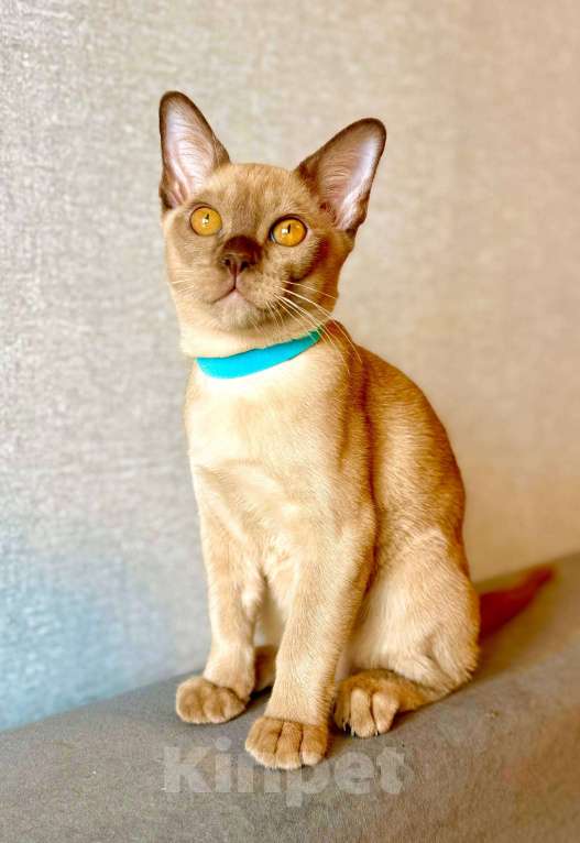 Кошки в Москве: Бурманский котенок мальчик. Готов к переезду!😻 Мальчик, 80 000 руб. - фото 2