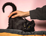Кошки в Москве: Ласковый черный котенок-мальчик Мальчик, Бесплатно - фото 6