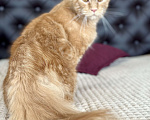 Кошки в Дедовске: Шикарный  Халк Мальчик, 25 000 руб. - фото 4