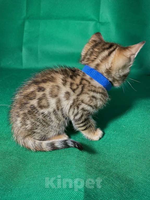 Кошки в Омске: Синий  Мальчик, 15 000 руб. - фото 3