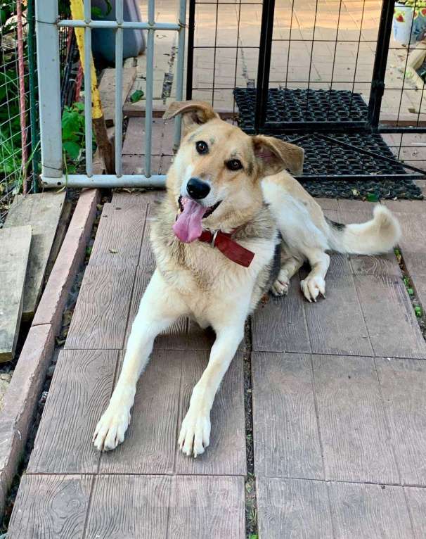 Собаки в Москве: Как можно ее не замечать? Девочка, Бесплатно - фото 2