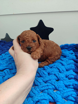 Щенки той пудель