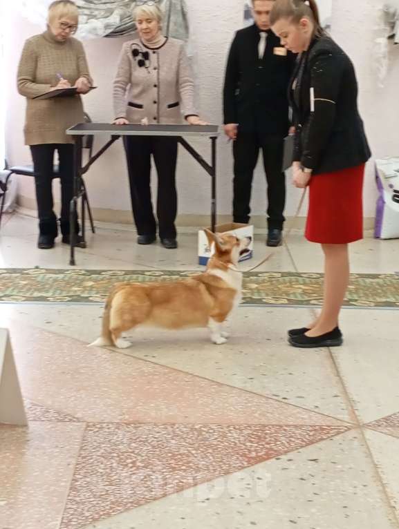 Собаки в Перми: Вельш-корги-пемброк Девочка, 30 000 руб. - фото 1