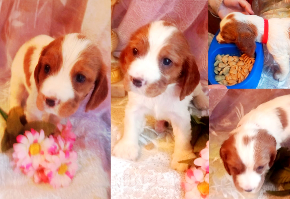 Собаки в Санкт-Петербурге: продается щенок охотничьего спаниеля Девочка, 50 000 руб. - фото 1