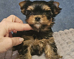 Собаки в Москве: Небольшая девочка йорка  Девочка, 100 000 руб. - фото 3