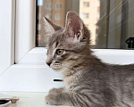 Кошки в Москве: Трогательный котенок Крендель в добрые руки Мальчик, Бесплатно - фото 2