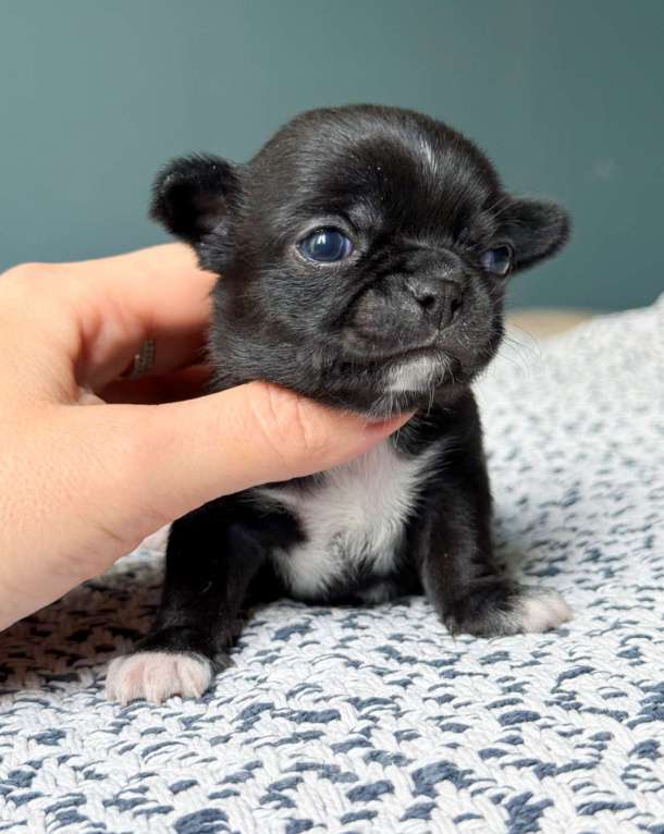 Собаки в Москве: Кукольный чёрный мальчик  Мальчик, 50 000 руб. - фото 4