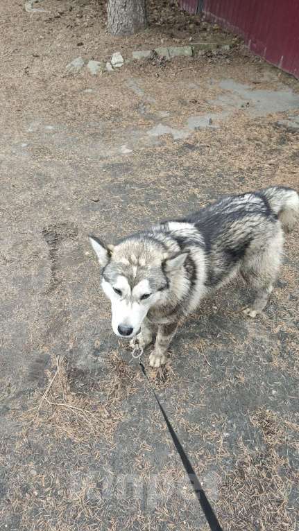 Собаки в других городах Московской области: Найден хаски Мальчик, Бесплатно - фото 8
