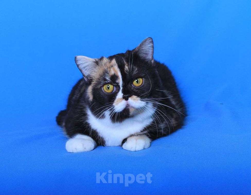 Кошки в Москве: Американская короткошерстная в дар Девочка, 1 руб. - фото 2