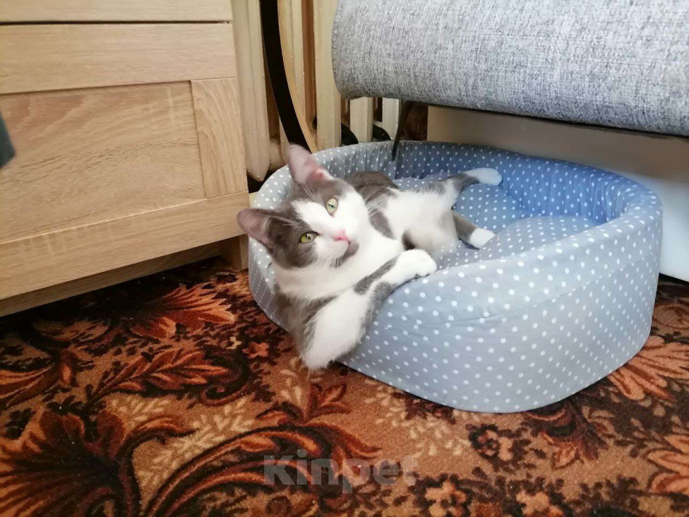 Кошки в Долгопрудном: Взрослый кот вязка Мальчик, Бесплатно - фото 1