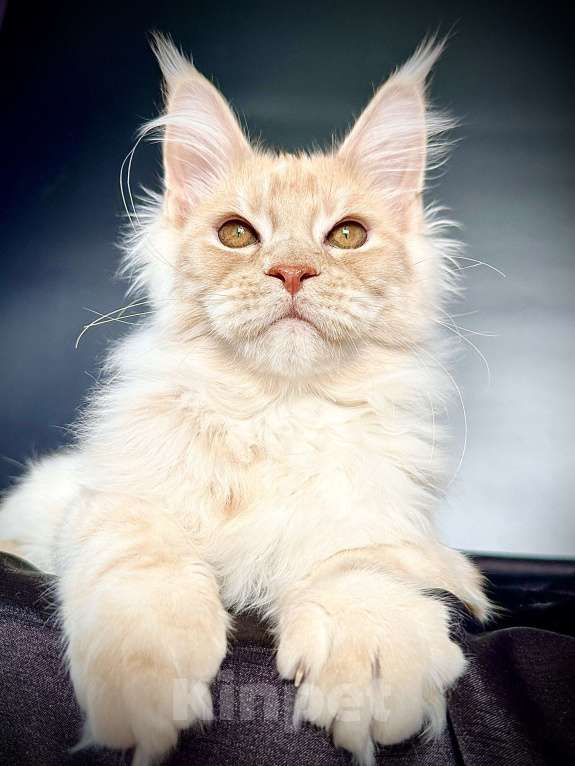 Кошки в Санкт-Петербурге: Мейн-кун котенок из питомника Мальчик, 60 000 руб. - фото 1