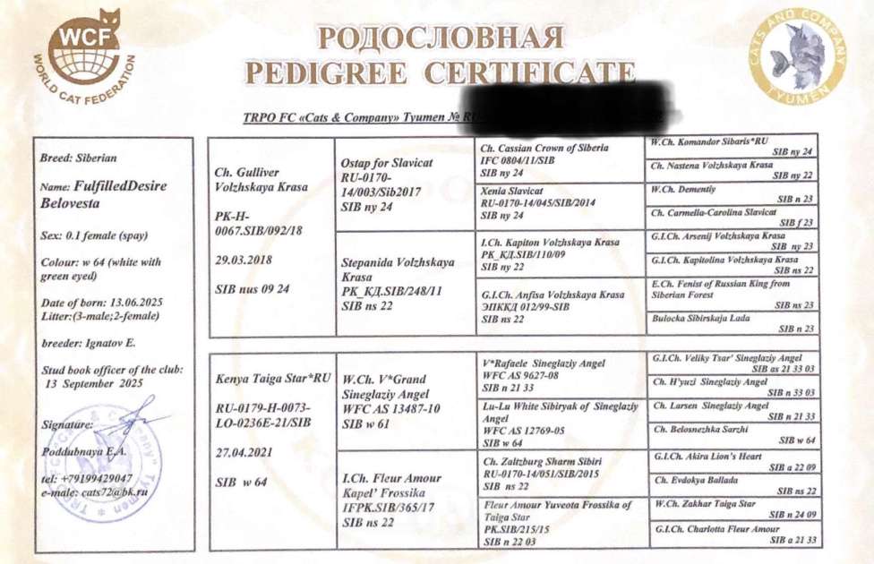 Кошки в Тюмени: Сибирский котёнок Девочка, 15 000 руб. - фото 9