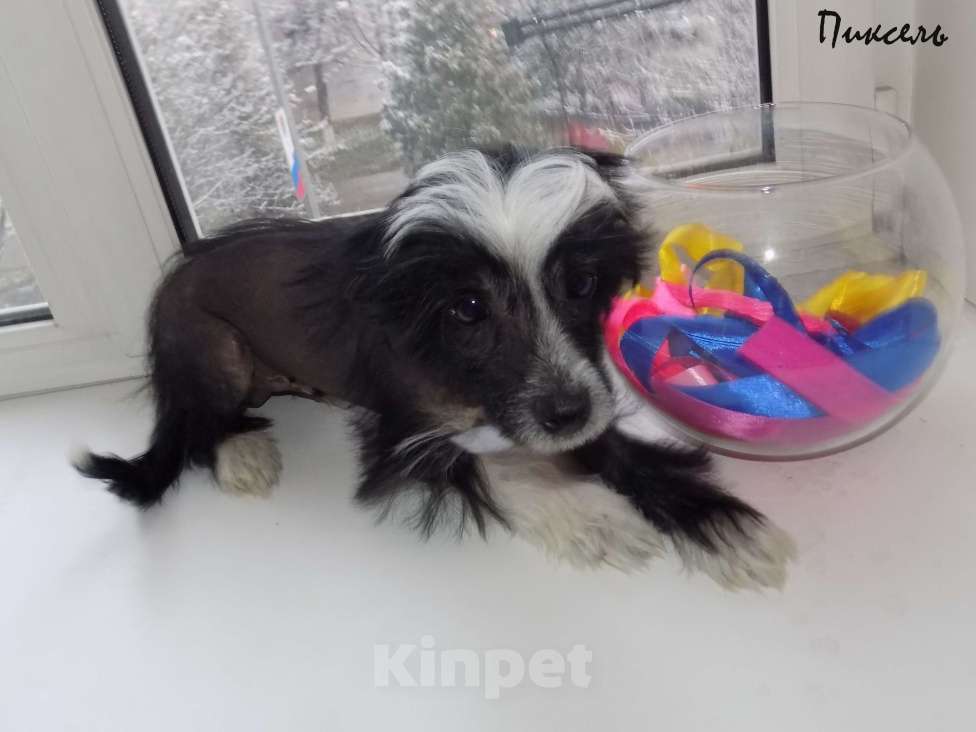 Собаки в Москве: Китайская хохлатая собака Мальчик, 35 000 руб. - фото 1