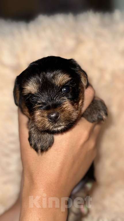 Собаки в Ангарске: Щенок йоркширского терьера Мальчик, 20 000 руб. - фото 2