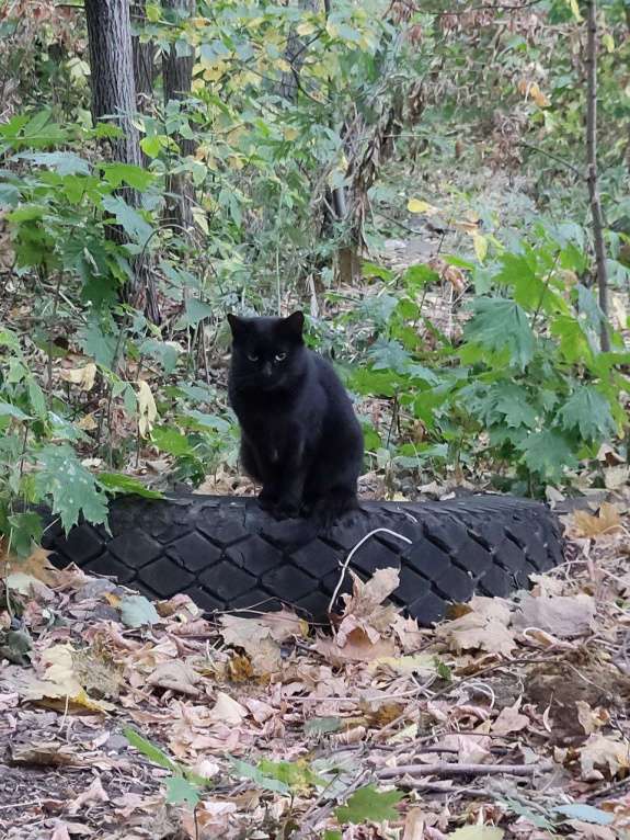 Кошки в других городах Калужской области: Пугливый котик Ферми Мальчик, Бесплатно - фото 1