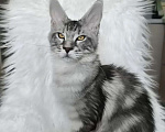 Кошки в Санкт-Петербурге: Котенок мейн-кун черный мрамор на серебре Девочка, 100 000 руб. - фото 6