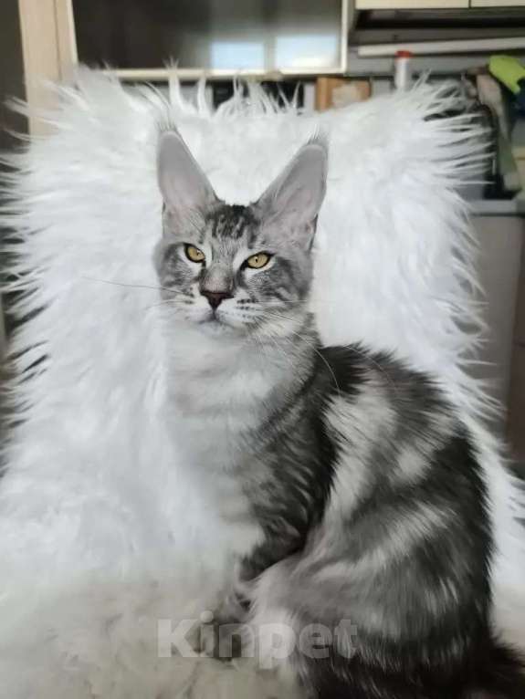 Кошки в Санкт-Петербурге: Котенок мейн-кун черный мрамор на серебре Девочка, 100 000 руб. - фото 6