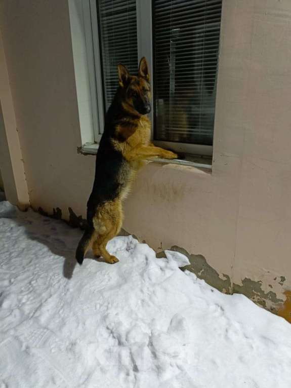 Собаки в других городах Тверской области: Добрые руки Девочка, Бесплатно - фото 2