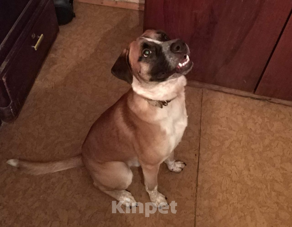 Собаки в Москве: Отдам друга в добрые руки. Мальчик, Бесплатно - фото 2